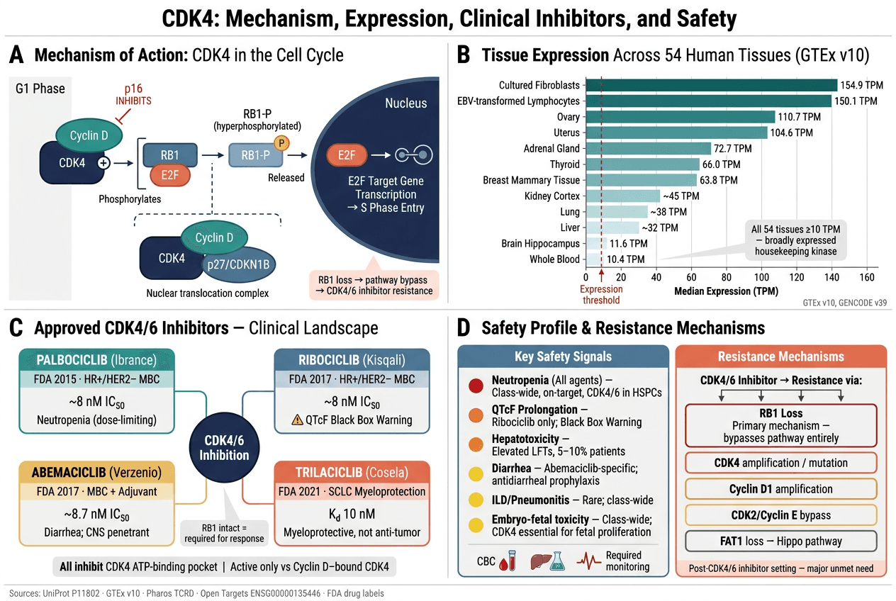 Target and drug biology output showing mechanism, druggability, clinical assets, and safety context for CDK4.